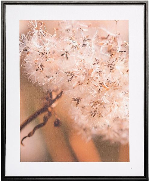 Creativ home Bild mit Rahmen "Leinwandbild Pusteblume", (1 St.), mit Rahmen günstig online kaufen