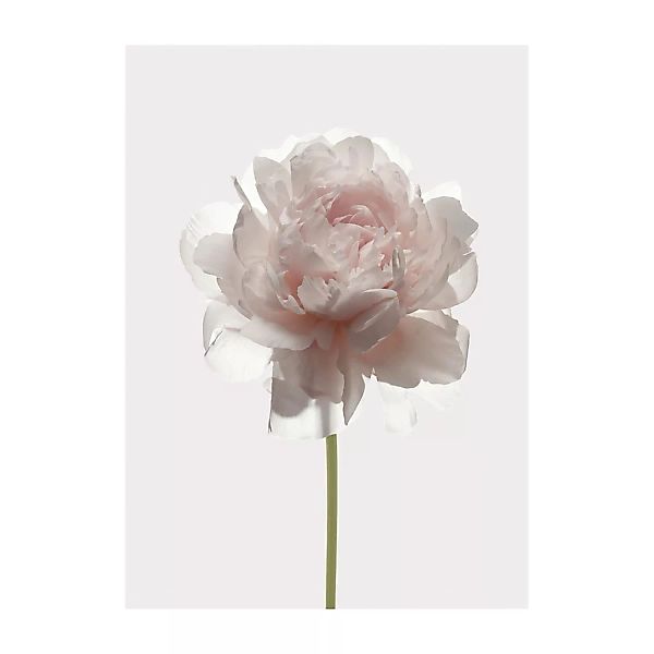 Komar Wandbild Rose 30 cm x 40 cm günstig online kaufen