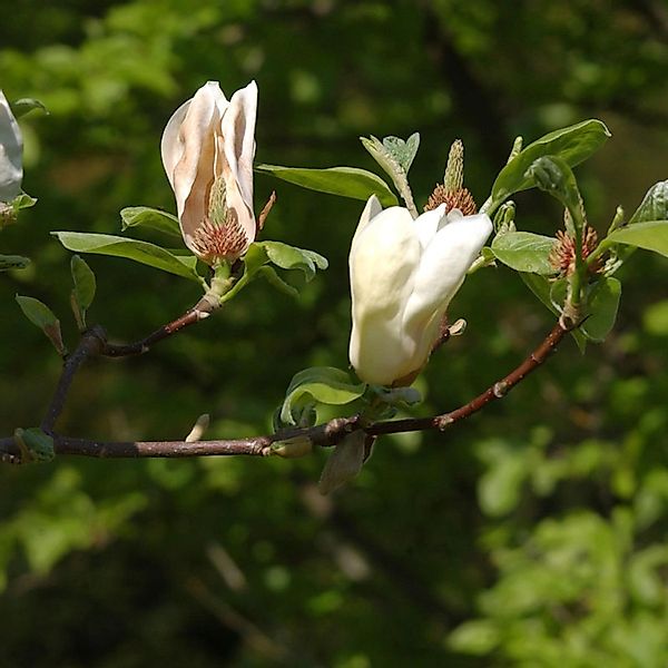 Magnolie Yellow Laterm 40-60cm - Magnolia günstig online kaufen