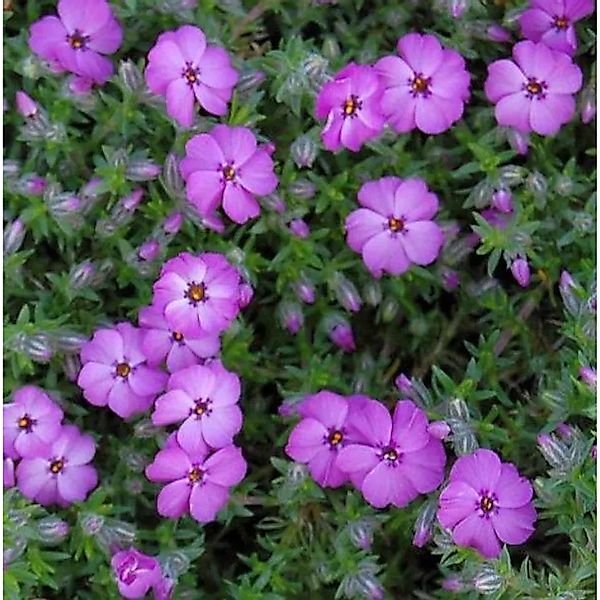 Teppich Flammenblume Red Admiral - Phlox Douglasii günstig online kaufen
