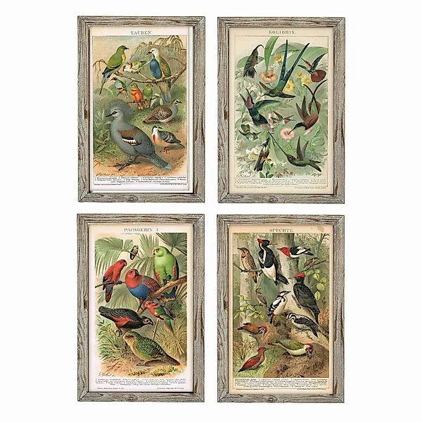 Bild Dkd Home Decor Vögel (45 X 2 X 65 Cm) (4 Stück) günstig online kaufen