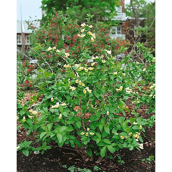 Weigela Middendorffiana Weigelie 60-100 cm günstig online kaufen