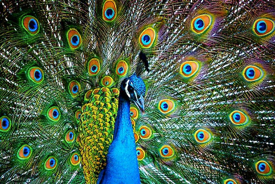 Papermoon Fototapete »Peacock« glatt günstig online kaufen