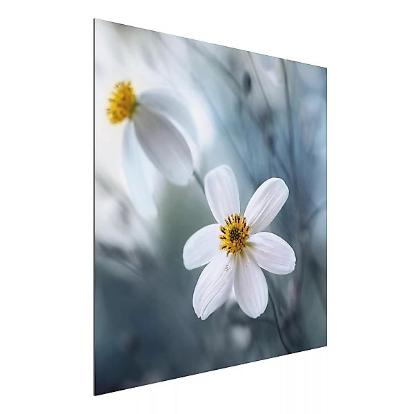 Alu-Dibond Bild Blumen - Quadrat Kosmeen in Pastell günstig online kaufen