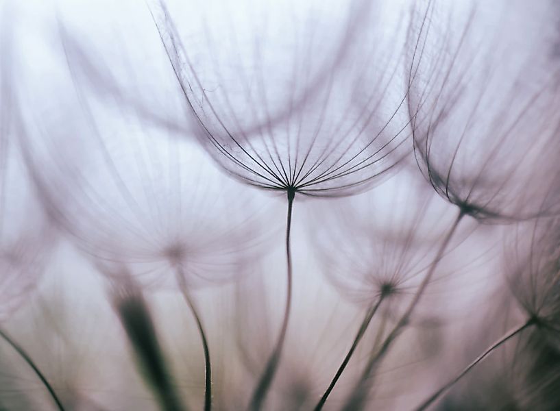 Papermoon Fototapete "Purple Abstract Dandelion" glatt günstig online kaufen