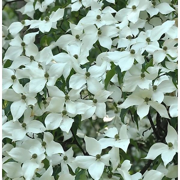 Blumen-Hartriegrl Stardust 100-125cm - Cornus günstig online kaufen