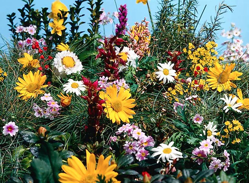 Papermoon Fototapete »Blumenwiese« günstig online kaufen