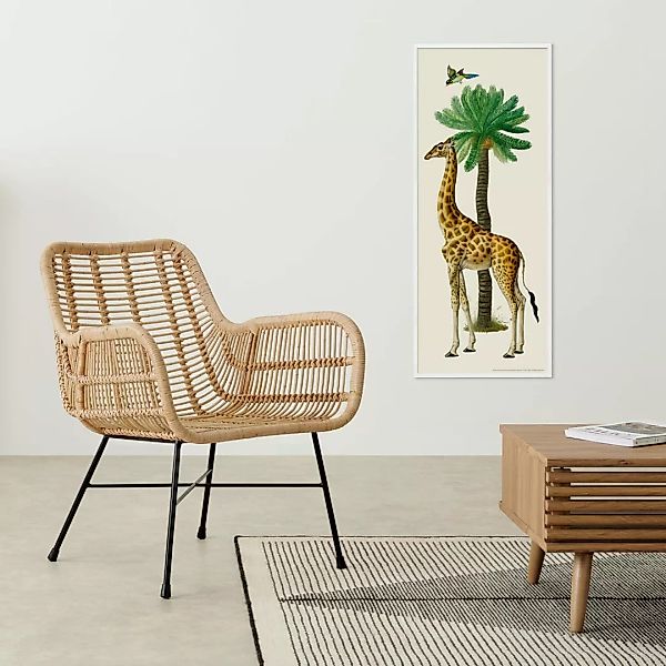 Natural History Museum 'Vintage Giraffe' gerahmter Kunstdruck (40 x 100 cm) günstig online kaufen