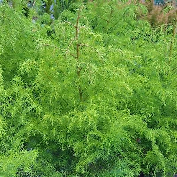 Japanische Sicheltanne Giokomo 40-60cm - Cryptomeria japonica günstig online kaufen