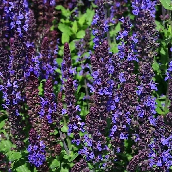 Salbei Sensation Compact Deep Blue - Salvia nemorosa günstig online kaufen