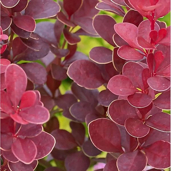 Berberitze Red Hot Chili 10-15cm - Berberis thunbergii günstig online kaufen