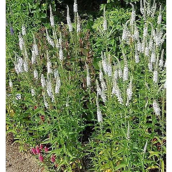 Hoher Wiesenehrenpreis Alba - Veronica,ongifolia günstig online kaufen