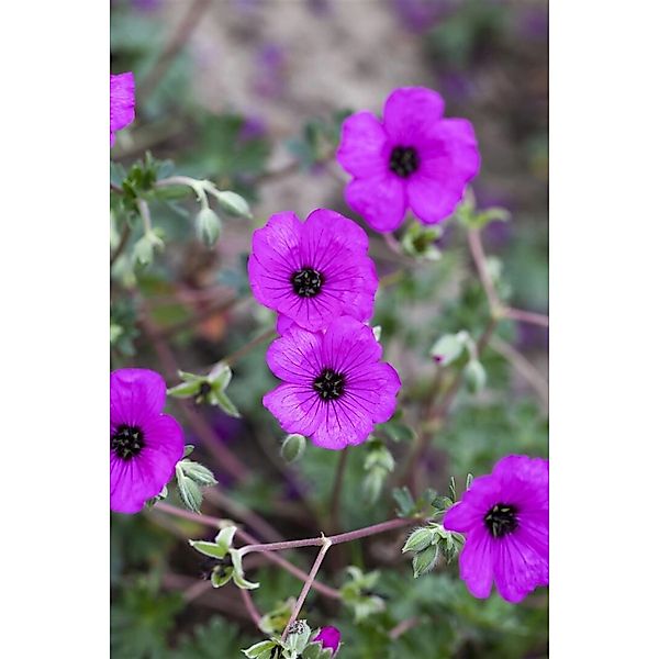 Geranium Cinereum Carol R Aschgrauer Storchschnabel Ca. 9x9 cm Topf günstig online kaufen