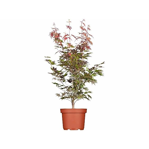 Acer Palmatum Atropurpureum Japanischer Ahorn Rotlaubig 40–60 cm günstig online kaufen