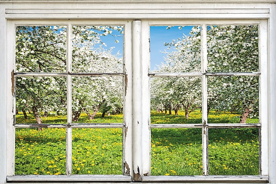 queence Leinwandbild »Apfelbäume« Bäume   Fensterblick   Natur   Wiesen & B günstig online kaufen
