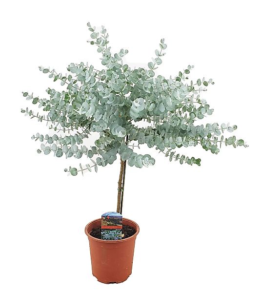 Perfect Plant | Pflanzen Sie Eucalyptus Gunni auf einen Stamm günstig online kaufen