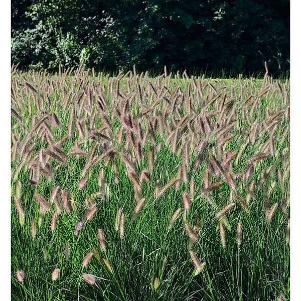 Lampenputzergras Black Beauty - großer Topf - Pennisetum alopecuroides günstig online kaufen