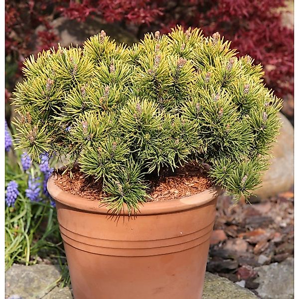 Wintergelbe Zwergbergkiefer 30-40cm - Pinus mugo günstig online kaufen