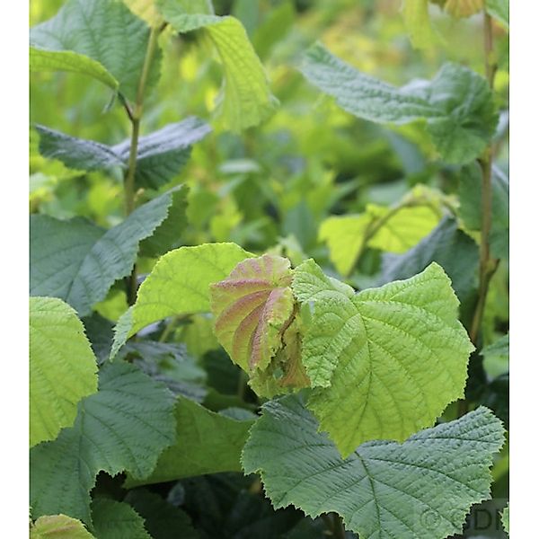 Haselnussstrauch Waldhasel 60-80cm - Corylus avellana günstig online kaufen