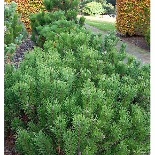 Zwerg Bergkiefer 25-30cm - Pinus mugo günstig online kaufen