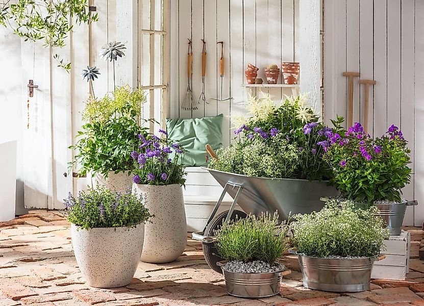 Dehner Blumentopf Pflanztöpfchen, Ø 37 cm, günstig online kaufen