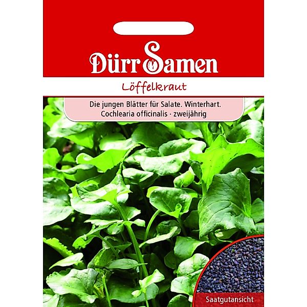 Dürr Samen Löffelkraut Saatgut günstig online kaufen