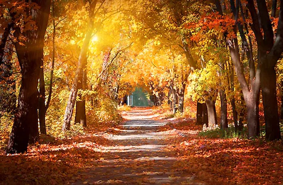 Papermoon Fototapete »Alley in the Autumn Park« glatt günstig online kaufen