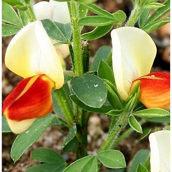 Schmuckginster Newry Seedling 60-80cm - Cytisus scoparius günstig online kaufen