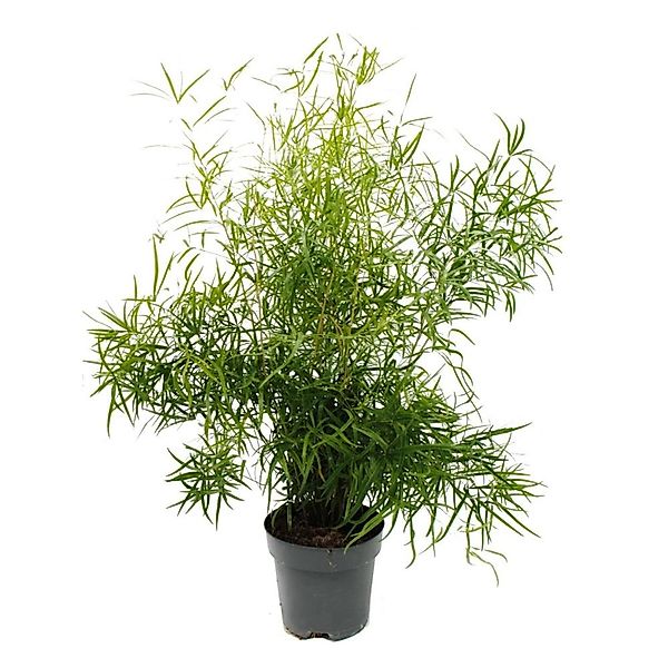 Exotenherz Zimmerpflanze Zierspargel Sicheldorn-Spargel Asparagus falcatus günstig online kaufen