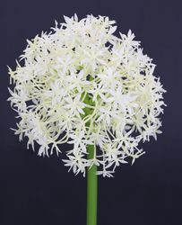I.GE.A. Kunstblume "Allium Zierlauch" Stielblume künstliche Blumen, 2er Set günstig online kaufen