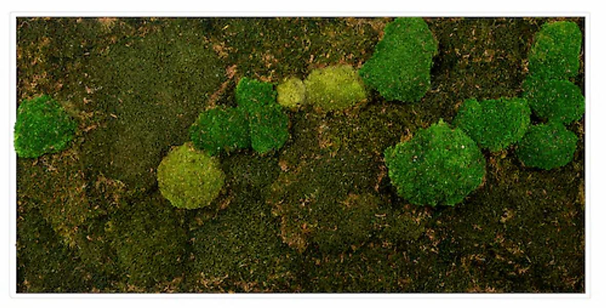 Bönninghoff Bild mit Rahmen »Mixmoos« Natur 1 Stk. tlg. jedes Bild ein Unik günstig online kaufen