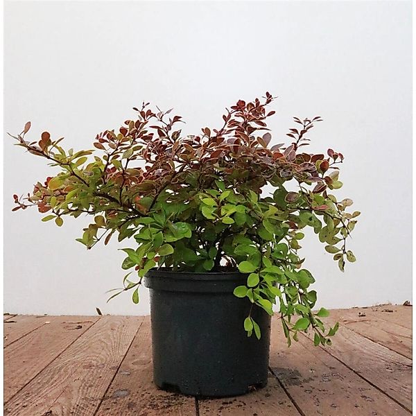 Berberis thunbergii 'Golden Ring' 25-30 cm günstig online kaufen