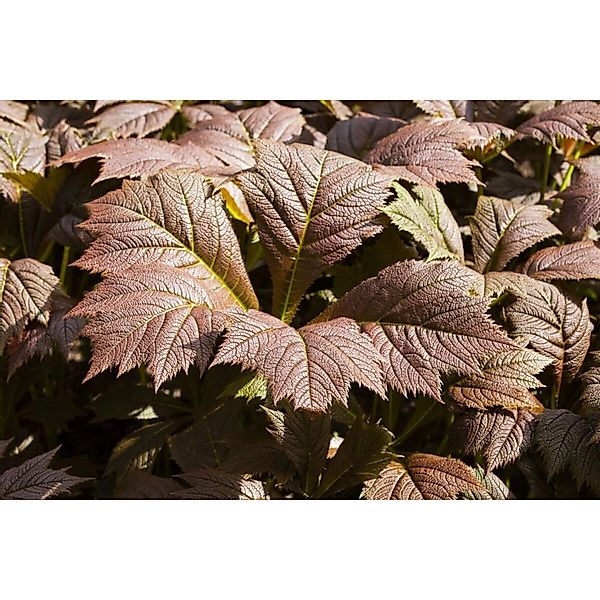 Rodgersia Podophylla Rotlaub Fingerblatt Ca. 11x11 cm Topf günstig online kaufen
