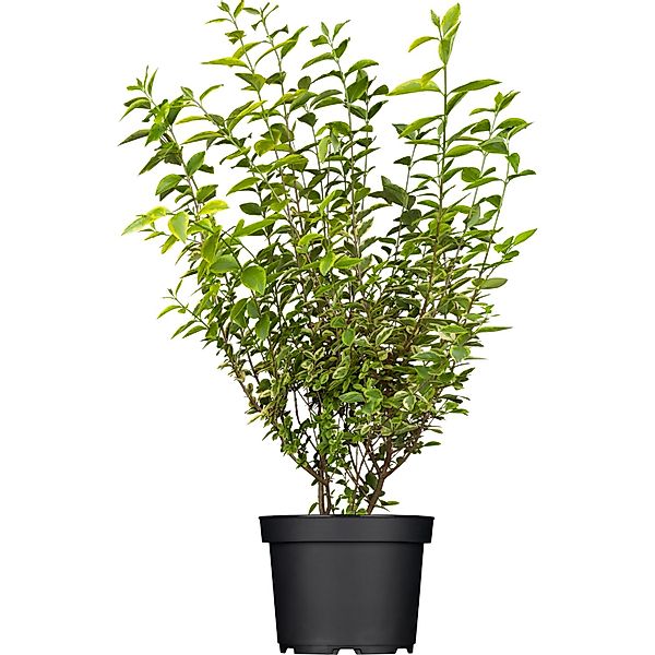 GROW by OBI Gold-Liguster Aureum Weiß Höhe ca. 40-60 cm Topf ca. 5 l Ligust günstig online kaufen