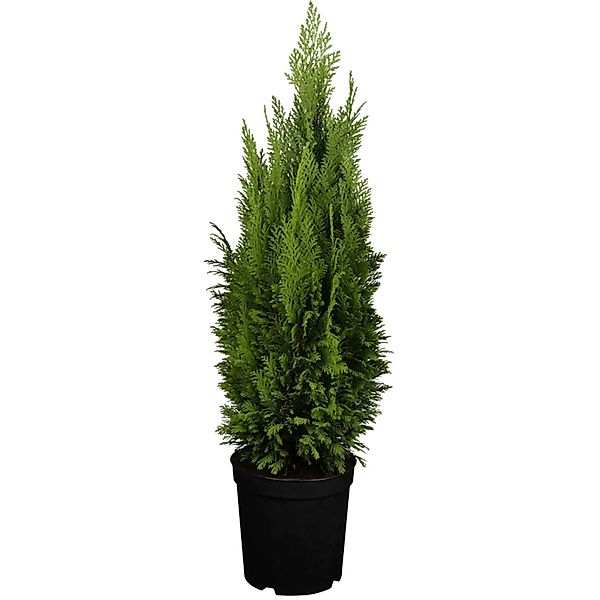 GROW by OBI Kegelzypresse Ellwood´s Empire Höhe ca. 50 - 60 cm Topf ca. 5, günstig online kaufen