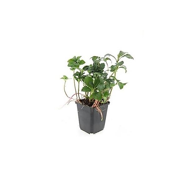 Exotenherz Bodendecker Schattengrün Dickmännchen Pachysandra Green Sheen 9c günstig online kaufen