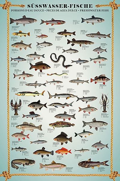 Poster Educational - Bildung - Poster - Süsswasserfische günstig online kaufen