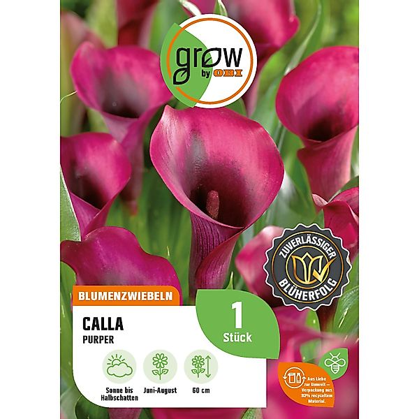 GROW by OBI Calla Zantedeschia Purpur Höhe ca. 60 cm günstig online kaufen