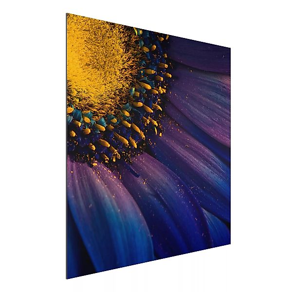 Alu-Dibond Bild Blumen - Quadrat Blaue Gerberablüte günstig online kaufen