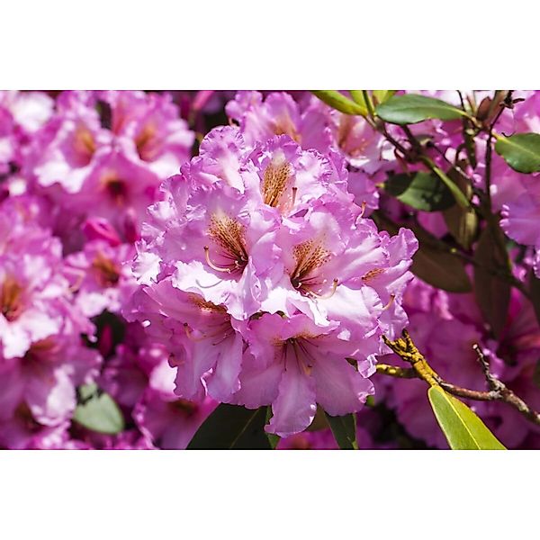 Rhododendron Hybr. Scintillation Rosa Blüten 30–40 cm günstig online kaufen