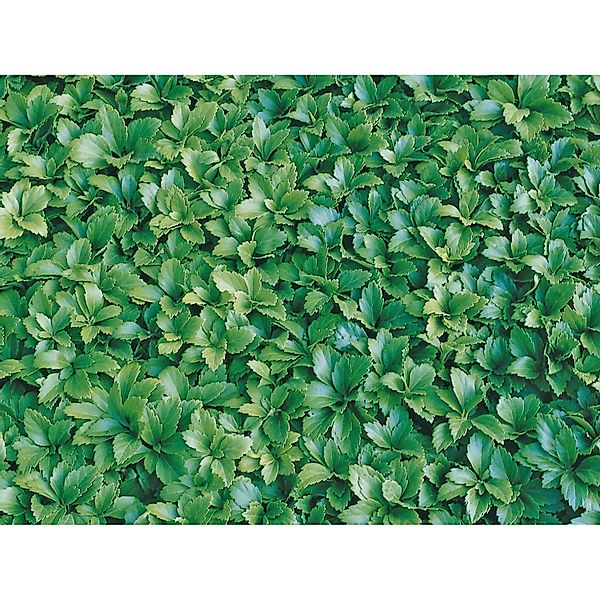 Dickmännchen Compakta Weiß Topf-Ø ca. 9 cm Pachysandra terminalis günstig online kaufen