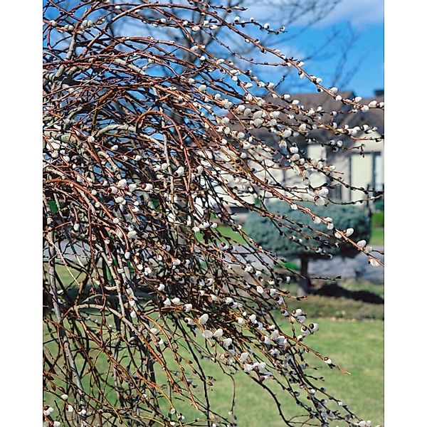 Salix Gracilistyla Mount Aso Weidenkätzchen Rosa Blüten 30–40 cm günstig online kaufen
