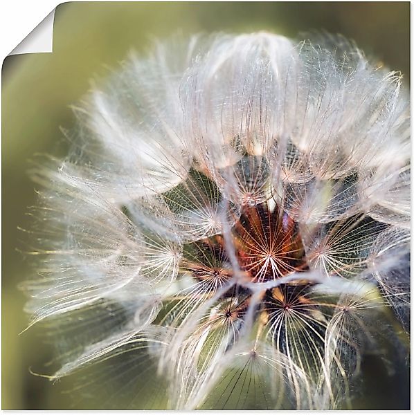 Artland Wandbild "Pusteblume II", Blumen, (1 St.), als Alubild, Outdoorbild günstig online kaufen