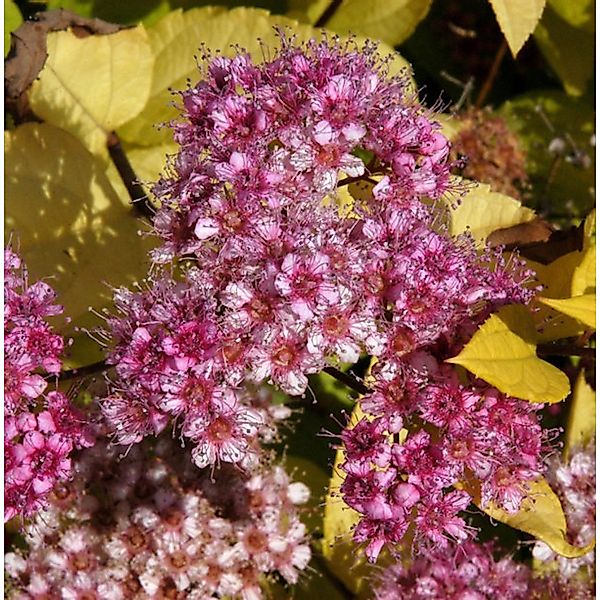 10x Schneespierstrauch Golden Princess 15-20cm - Spiraea japonica günstig online kaufen