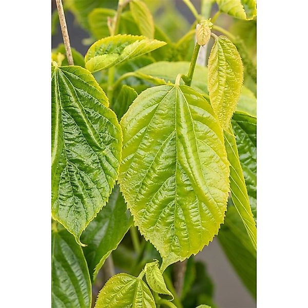 Morus Alba Giant Fruit 50-60 cm günstig online kaufen