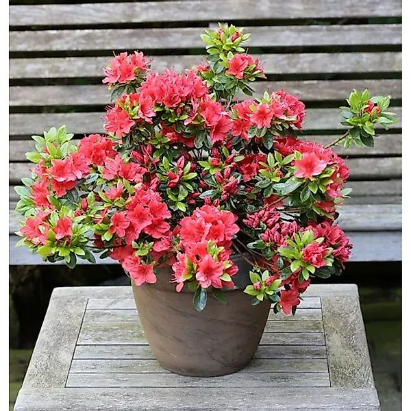 Japanische Azalee Orange Beauty 25-30cm - Rhododendron,uteum - Zwerg Alpenr günstig online kaufen