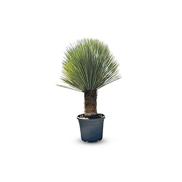 Sunny-Tree Mediterrane Yucca Rostrata Palmlilie mit Stammhöhe 40/50 cm Wint günstig online kaufen