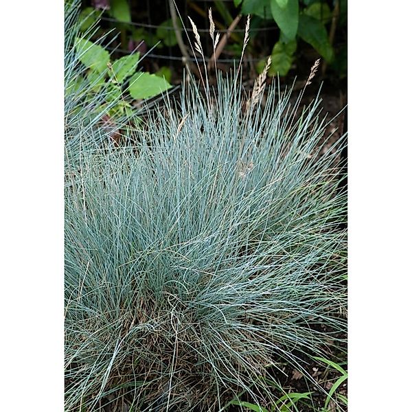 Festuca Cinerea Silberreiher Blauschwingelgras Ca. 9x9 cm Topf günstig online kaufen
