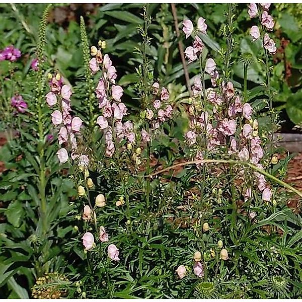 Eisenhut Rubellum - Aconitum napellus günstig online kaufen