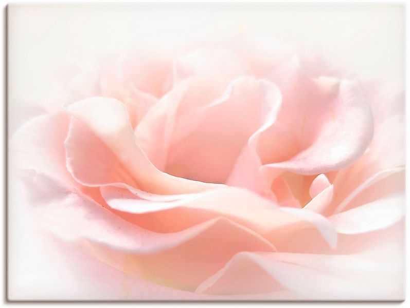 Artland Wandbild "Rose I", Blumen, (1 St.), als Alubild, Outdoorbild, Leinw günstig online kaufen